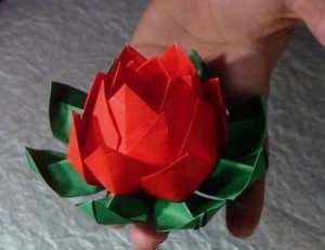 Flor de loto